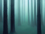 Foggy Forest Wall Mural. Emerald Green Mist Wallpaper. #6476