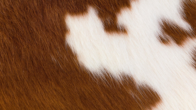 Country-Style Cowhide Wallpaper for Rustic Home Decor. #6541