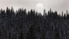 Foggy Forest Wall Mural. Peel and Stick Wallpaper. Monotone Grey Nature Wallpaper. Rain Forest Wall Mural. #6560
