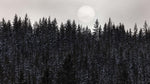 Foggy Forest Wall Mural. Peel and Stick Wallpaper. Monotone Grey Nature Wallpaper. Rain Forest Wall Mural. #6560