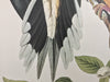 Carolina Turtle Dove