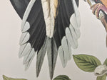Carolina Turtle Dove