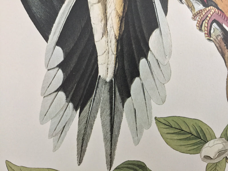Carolina Turtle Dove