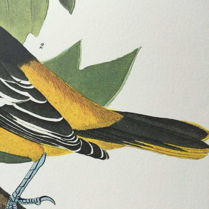 Baltimore Oriole