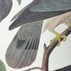 Band-tailed Pigeon