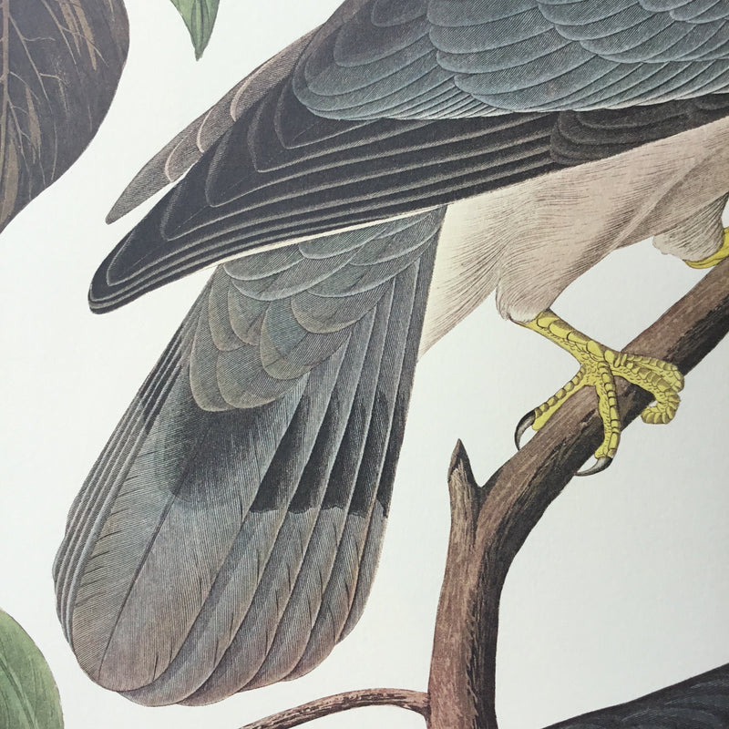Band-tailed Pigeon