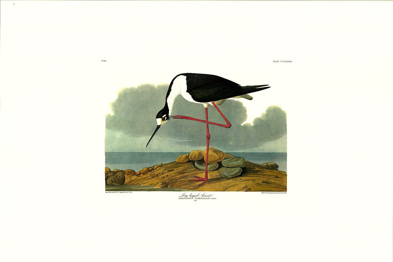 Long-legged Avocet