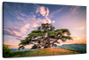 Majestic Cedar Of Lebanon Wall Art