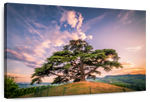Majestic Cedar Of Lebanon Wall Art