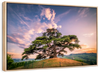Majestic Cedar Of Lebanon Wall Art