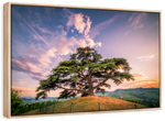Majestic Cedar Of Lebanon Wall Art