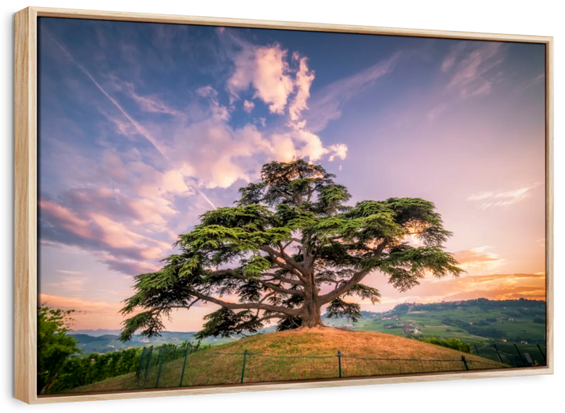Majestic Cedar Of Lebanon Wall Art