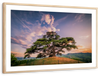 Majestic Cedar Of Lebanon Wall Art