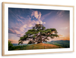 Majestic Cedar Of Lebanon Wall Art
