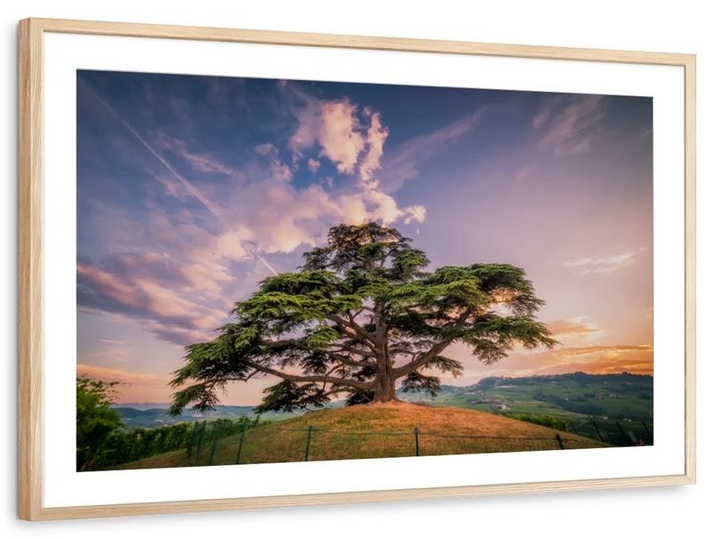 Majestic Cedar Of Lebanon Wall Art