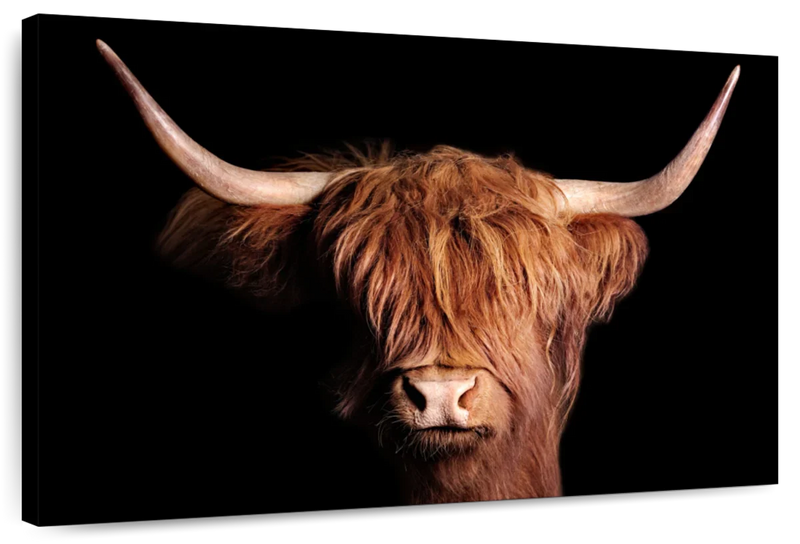Scottish Highland Cow Wall Art