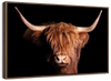 Scottish Highland Cow Wall Art