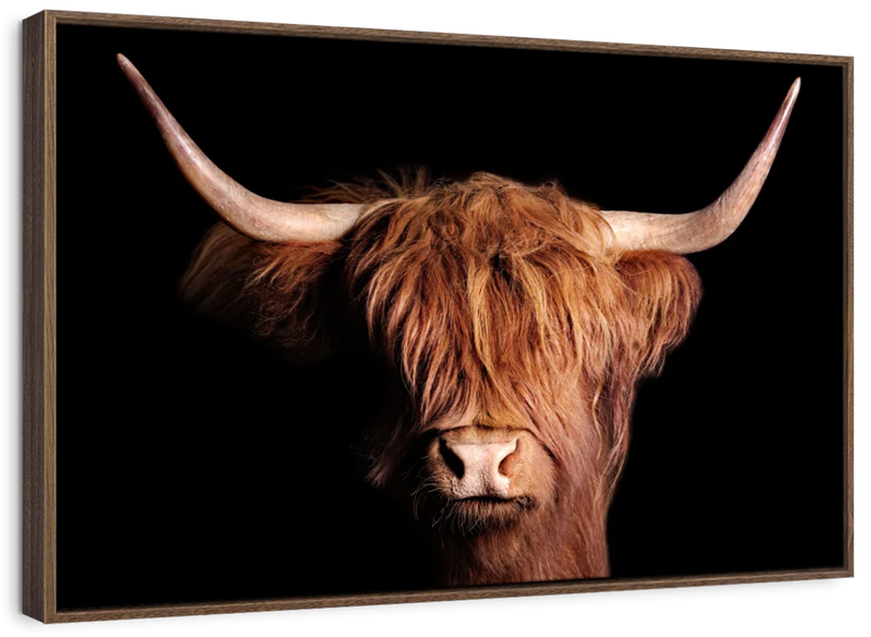 Scottish Highland Cow Wall Art