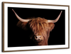 Scottish Highland Cow Wall Art