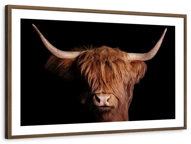 Scottish Highland Cow Wall Art