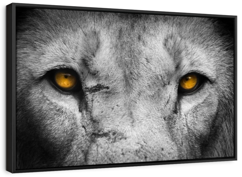 Lion Eyes Pop Wall Art