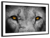 Lion Eyes Pop Wall Art