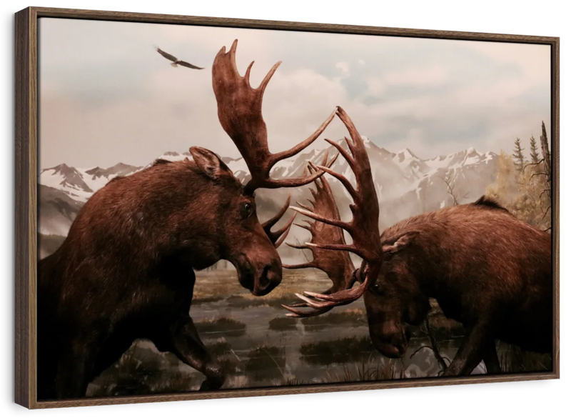 Moose Battle Wall Art