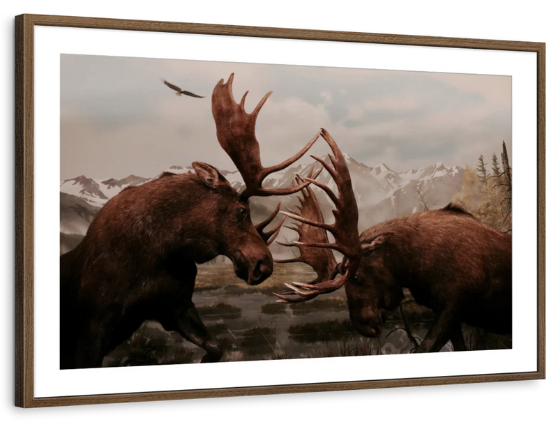 Moose Battle Wall Art