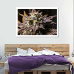 Marijuana In Winter Wall Art