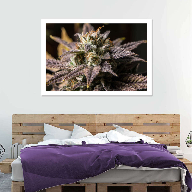 Marijuana In Winter Wall Art