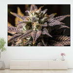 Marijuana In Winter Wall Art