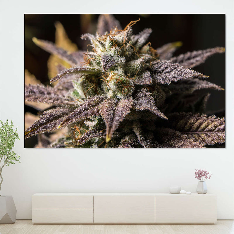 Marijuana In Winter Wall Art