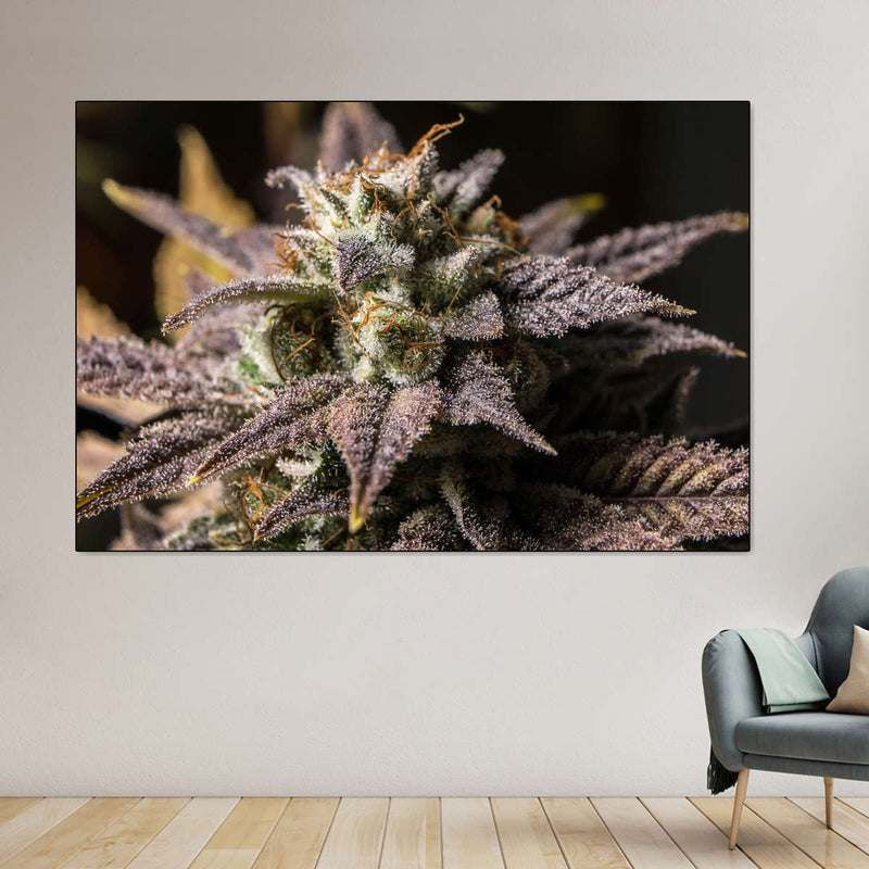 Marijuana In Winter Wall Art