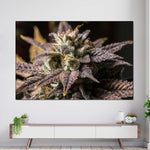 Marijuana In Winter Wall Art