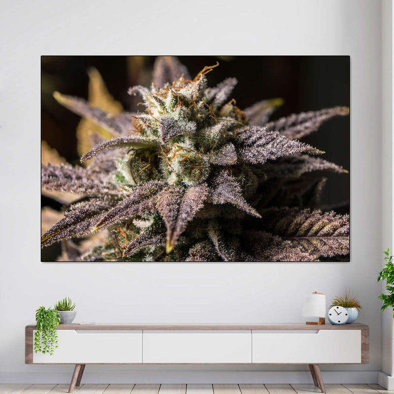 Marijuana In Winter Wall Art