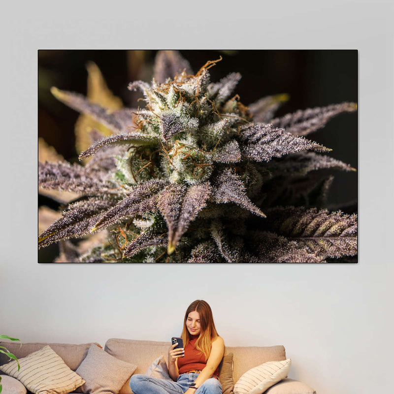 Marijuana In Winter Wall Art