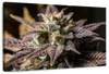 Marijuana In Winter Wall Art