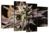 Marijuana In Winter Wall Art