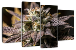 Marijuana In Winter Wall Art