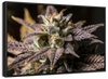 Marijuana In Winter Wall Art