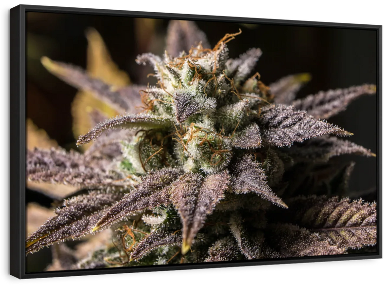 Marijuana In Winter Wall Art