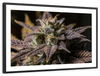 Marijuana In Winter Wall Art