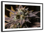 Marijuana In Winter Wall Art