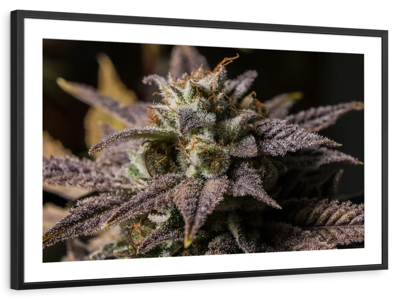 Marijuana In Winter Wall Art