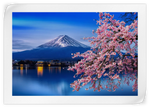 Sakura In Spring Wall Art