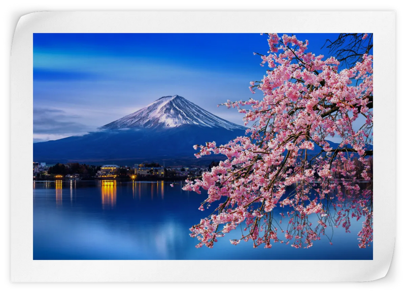 Sakura In Spring Wall Art
