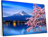 Sakura In Spring Wall Art
