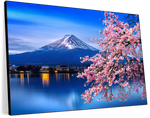 Sakura In Spring Wall Art