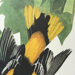 Baltimore Oriole