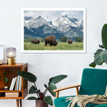 Grazing Teton Bison Wall Art